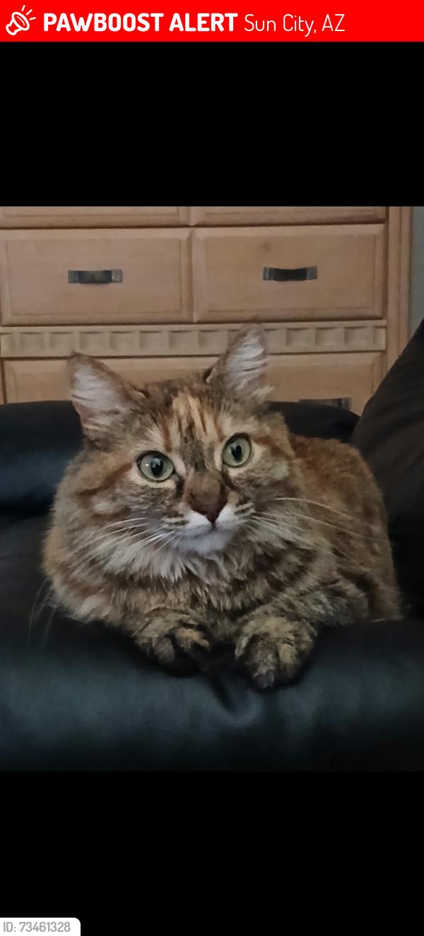 Lost Female Cat last seen 99th Ave and Bell rd, Sun City, AZ 85351