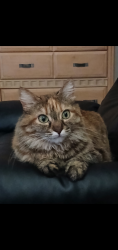 Lost Female Cat last seen 99th Ave and Bell rd, Sun City, AZ 85351