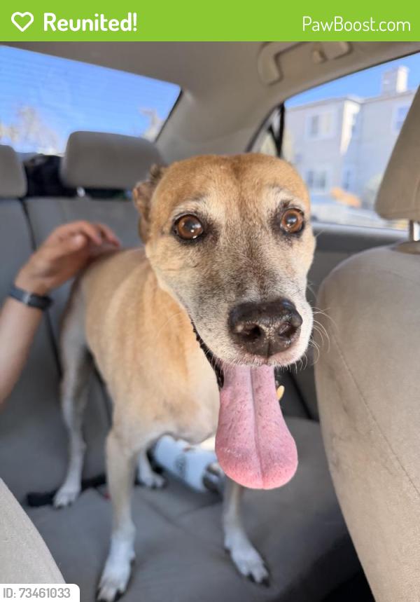 Reunited Female Dog last seen Near Cass St, San Diego, CA 92109, USA, San Diego, CA 92109