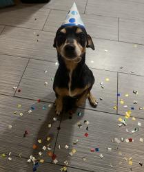 Reunited Male Dog last seen Last seen by the intersection bissonnet and beechnut st, Houston, TX 77074
