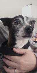Reunited Male Dog last seen Grand blvd, Holiday, FL 34690