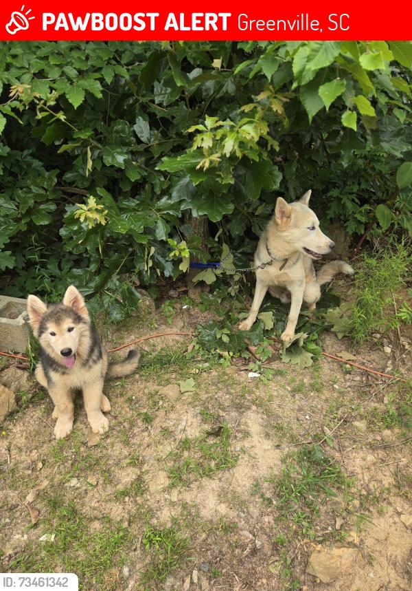 Lost Male Dog last seen Near cherooke dr greenville,sc 29605, Greenville, SC 29605