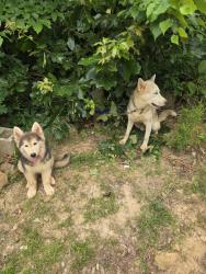 Lost Male Dog last seen Near cherooke dr greenville,sc 29605, Greenville, SC 29605