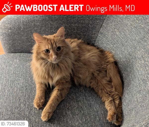Lost Male Cat last seen Sherwood Hill Road, Owings Mills, MD 21117