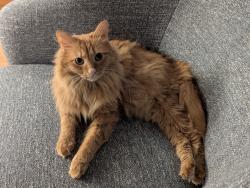 Lost Male Cat last seen Sherwood Hill Road, Owings Mills, MD 21117