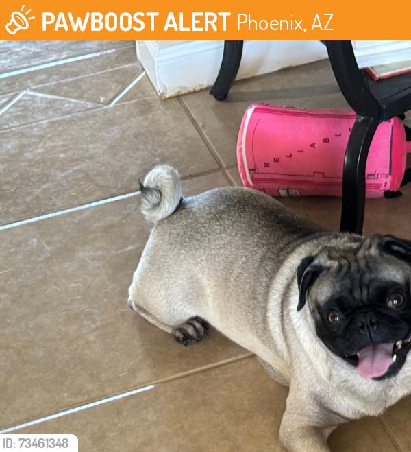 Found/Stray Male Dog last seen 13th ave and colter st, Phoenix, AZ 85013