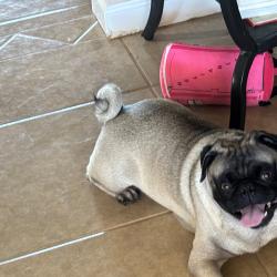 Found/Stray Male Dog last seen 13th ave and colter st, Phoenix, AZ 85013