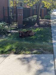 Reunited Male Dog last seen Weinland Park, Columbus, OH 43201
