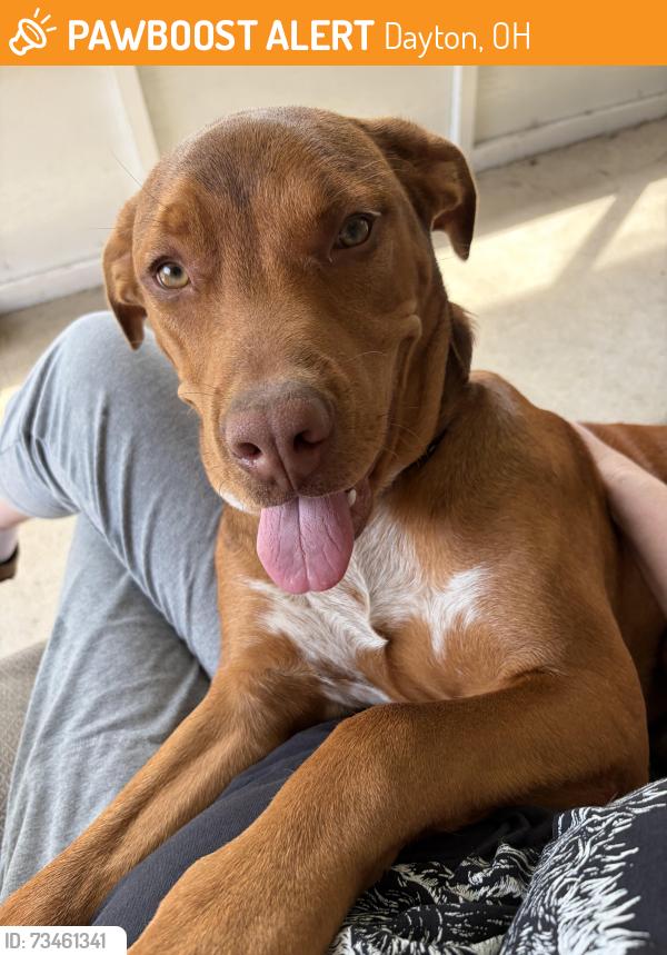 Found/Stray Male Dog last seen Possum Creek park Dayton oh, Dayton, OH 45417
