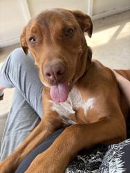 Found/Stray Male Dog last seen Possum Creek park Dayton oh, Dayton, OH 45417