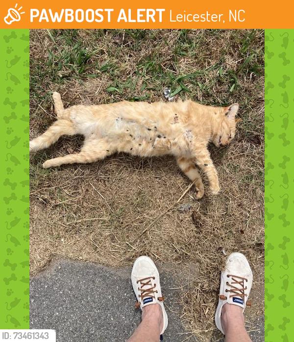Found/Stray Unknown Cat last seen frisbee rd and leicester hwy, Leicester, NC 28748