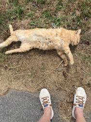 Found/Stray Unknown Cat last seen frisbee rd and leicester hwy, Leicester, NC 28748