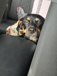 Found/Stray Female Dog last seen Near Wincheap farm San Antonio, San Antonio, TX 78228