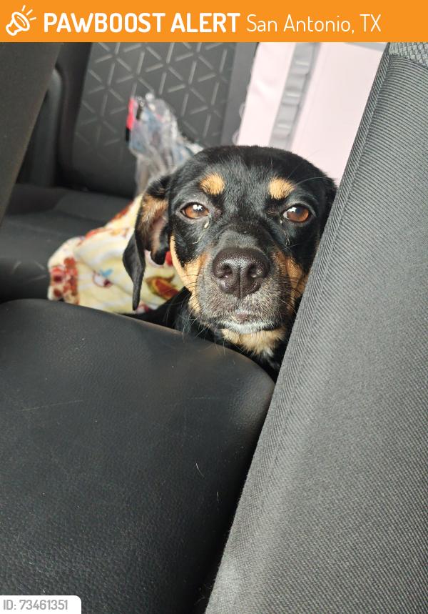 Found/Stray Female Dog last seen Near Wincheap farm San Antonio, San Antonio, TX 78228