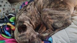 Found/Stray Male Dog last seen N/A, Oklahoma City, OK 73102
