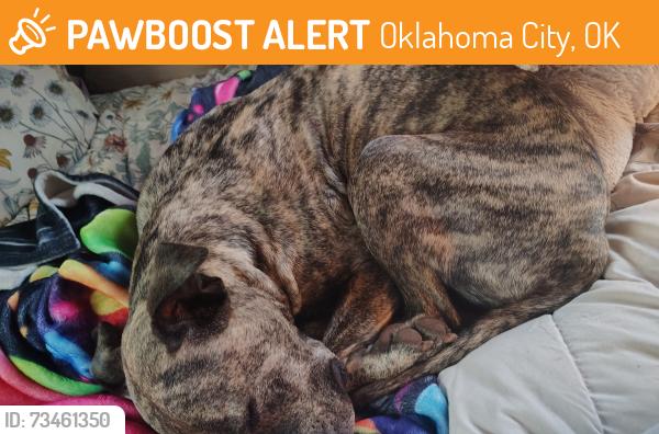 Found/Stray Male Dog last seen N/A, Oklahoma City, OK 73102