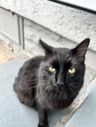 Found/Stray Unknown Cat last seen Lane & Maryland, Saint Paul, MN 55106