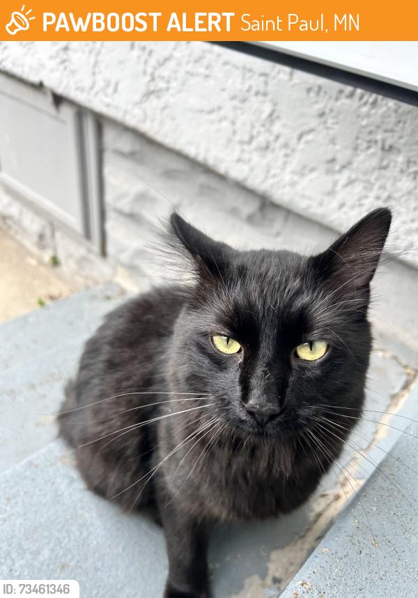 Found/Stray Unknown Cat last seen Lane & Maryland, Saint Paul, MN 55106
