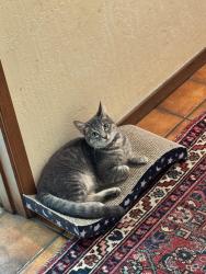 Lost Male Cat last seen Meder St, Santa Cruz, CA 95060