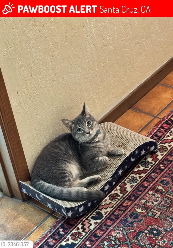 Lost Male Cat last seen Meder St, Santa Cruz, CA 95060