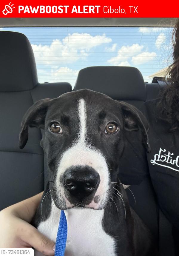 Lost Male Dog last seen RDs, Cibolo, TX 78108