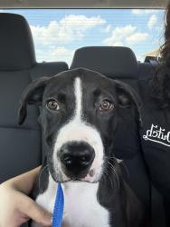 Lost Male Dog last seen RDs, Cibolo, TX 78108