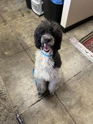 Found/Stray Male Dog last seen Glade and Victory, Los Angeles, CA 91303