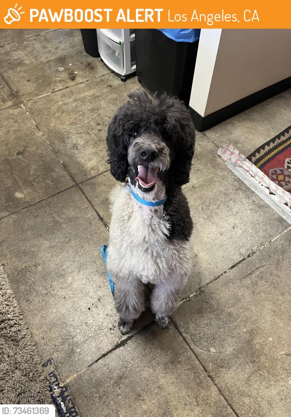 Found/Stray Male Dog last seen Glade and Victory, Los Angeles, CA 91303