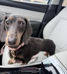 Lost Female Dog last seen ridgeland and 147th, Oak Forest, IL 60452