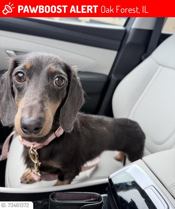 Lost Female Dog last seen ridgeland and 147th, Oak Forest, IL 60452