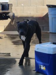 Found/Stray Male Dog last seen Pritchard and Ivanell ave, La Puente, CA 91744