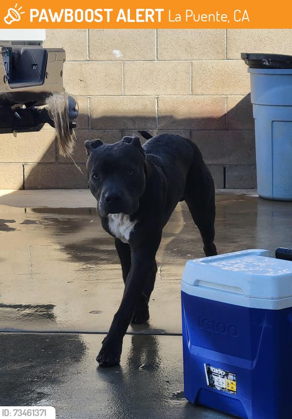 Found/Stray Male Dog last seen Pritchard and Ivanell ave, La Puente, CA 91744