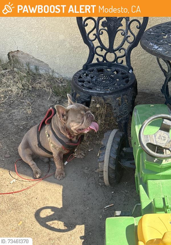 Found/Stray Male Dog last seen Behind petco, Modesto, CA 95350