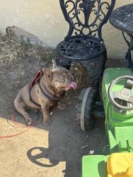 Found/Stray Male Dog last seen Behind petco, Modesto, CA 95350