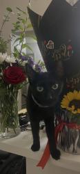 Lost Female Cat last seen 8th and cherry, Long Beach, CA 90813
