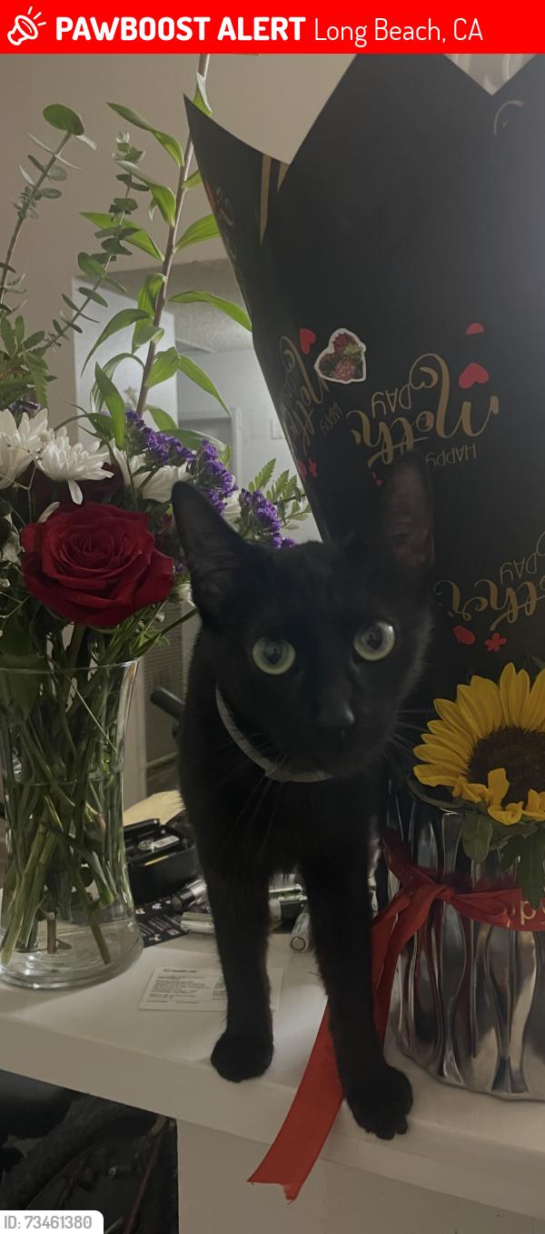 Lost Female Cat last seen 8th and cherry, Long Beach, CA 90813