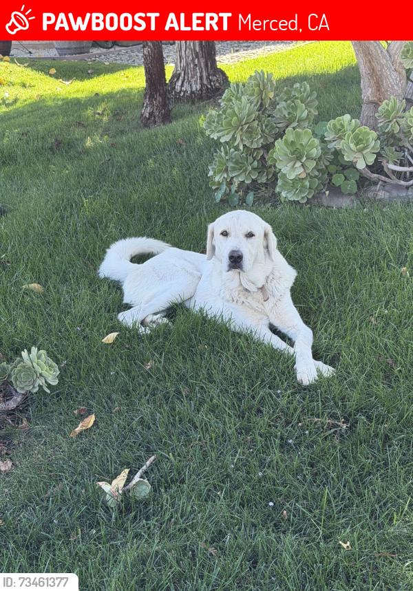 Lost Unknown Dog last seen Rock creek court Merced, Merced, CA 95348