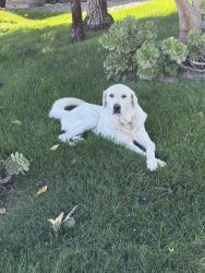 Lost Unknown Dog last seen Rock creek court Merced, Merced, CA 95348