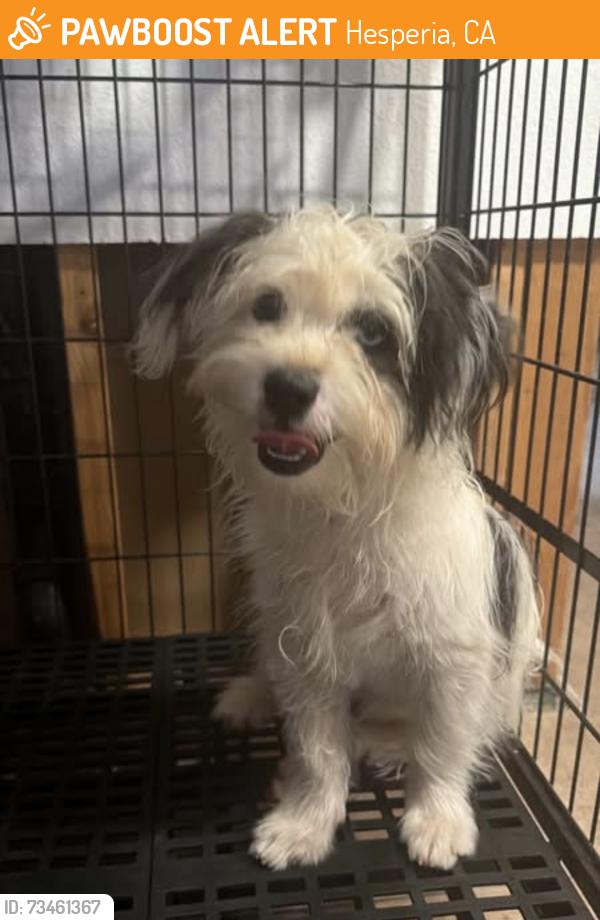 Found/Stray Male Dog last seen Balsam and smoke tree Hesperia CA, Hesperia, CA 92345