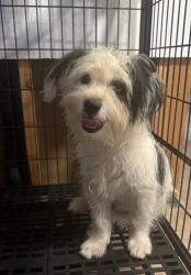 Found/Stray Male Dog last seen Balsam and smoke tree Hesperia CA, Hesperia, CA 92345