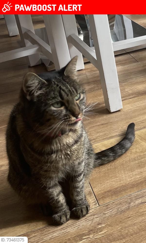 Lost Female Cat last seen High road benfleet, Essex, England SS7 5RX