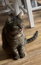 Lost Female Cat last seen High road benfleet, Essex, England SS7 5RX