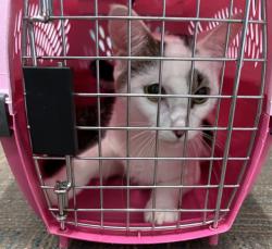 Shelter Stray Female Cat last seen RAL ON TIMBER CIRCLE W 5 KITTENS, 2600 NE Perry Ave, Peoria, IL 61603, USA
