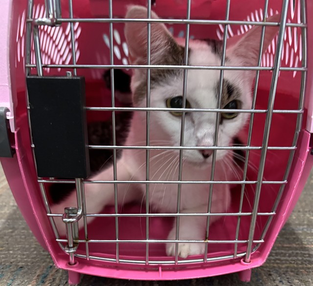 Shelter Stray Female Cat last seen RAL ON TIMBER CIRCLE W 5 KITTENS, 2600 NE Perry Ave, Peoria, IL 61603, USA