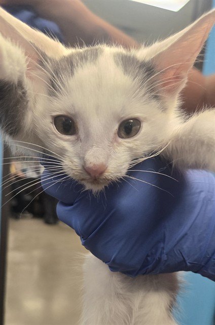 Shelter Stray Male Cat last seen AUBURN CT BAKERSFIELD, 201 S Mt Vernon Ave, Bakersfield, CA 93307, USA