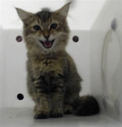 Shelter Stray Male Cat last seen Near CLINTON RD, AUTRYVILLE NC 28318, 4704 Corporation Dr, Fayetteville, NC 28306, USA