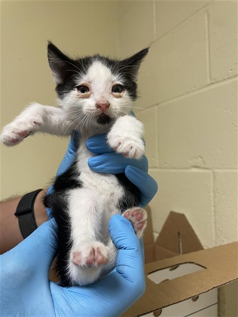 Shelter Stray Female Cat last seen RED WILLOW ST & CANDLE WOOD WAY, 2127 Front St, Sacramento, CA 95818, USA