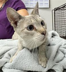 Shelter Stray Female Cat last seen , 11361 W Pico Blvd, Los Angeles, CA 90064, USA