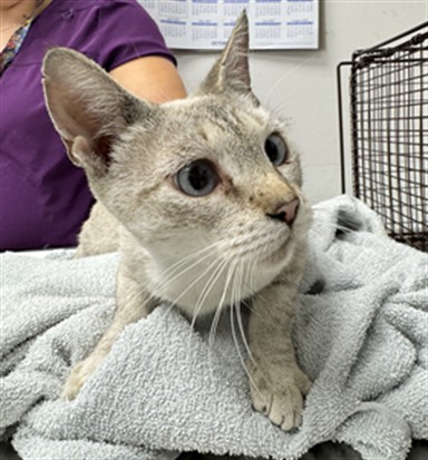 Shelter Stray Female Cat last seen , 11361 W Pico Blvd, Los Angeles, CA 90064, USA