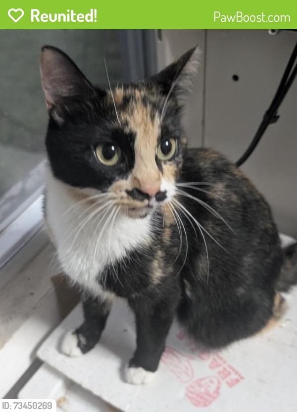 Reunited Female Cat last seen E22nd Avenue Columbus, OH 43211, Columbus, OH 43211